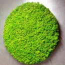 Moosbild Islandmoos - Frühlingsgrün - Alurahmen Rund - Durchmesser 60 cm - Schwarz Lackiert