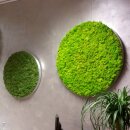 Moosbild Islandmoos - Frühlingsgrün - Alurahmen Rund - Durchmesser 60 cm - Schwarz Lackiert
