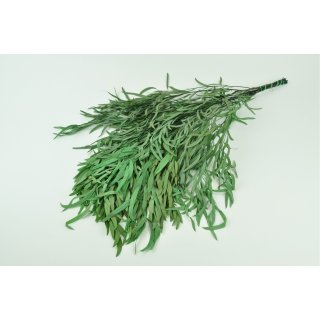 Stabilsierter Eukalyptus Nicoly - Farbe Gr&uuml;n - Bund 150 Gramm 
