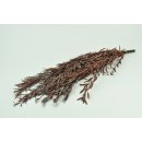 Stabilisierter Eukalyptus Nicoly - Farbe Rot - 150 Gramm...