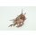 Stabilisierter Eukalyptus Nicoly - Farbe Rot - 150 Gramm Bund