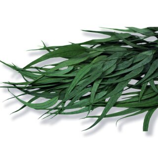 Stabilisierter Eukalyptus Willow - Grün - Bund 150 Gramm
