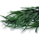 Stabilisierter Eukalyptus Willow - Grün - Bund 150...
