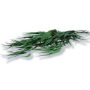 Stabilisierter Eukalyptus Willow - Grün - Bund 150...