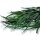 Stabilisierter Eukalyptus Willow - Grün - Bund 150 Gramm