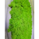Moosbild Islandmoos - Frühlingsgrün - Alurahmen Rund - Durchmesser 50 cm - Alufarbend Gebürstet