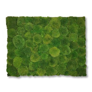 Moosbilld Polstermoos Waldgrün - Alurahmen Eckig 50 x 50 cm-Weiß Lackiert