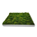 Moosbilld Polstermoos Waldgrün - Alurahmen Eckig 50 x 50 cm-Weiß Lackiert