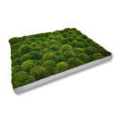 Moosbilld Polstermoos Waldgrün - Alurahmen Eckig 50 x 50 cm-Weiß Lackiert