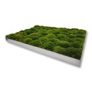 Moosbilld Polstermoos Waldgrün - Alurahmen Eckig 60 x 140 cm-Alu Gebürstet