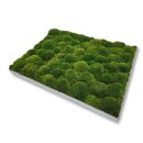 Moosbilld Polstermoos Waldgrün - Alurahmen Eckig 60 x 140 cm-Weiß Lackiert