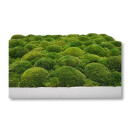 Moosbilld Polstermoos Waldgrün - Alurahmen Eckig 60 x 60 cm-Alu Gebürstet