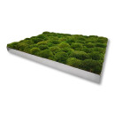 Moosbilld Polstermoos Waldgrün - Alurahmen Eckig 60 x 60 cm-Alu Gebürstet
