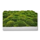 Moosbilld Polstermoos Waldgrün - Alurahmen Eckig 80 x 120 cm-Alu Gebürstet