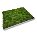 Moosbilld Polstermoos Waldgrün - Alurahmen Eckig 80 x 120 cm-Alu Gebürstet