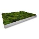 Moosbilld Polstermoos Waldgrün - Alurahmen Eckig 80 x 120 cm-Alu Gebürstet