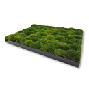 Moosbilld Polstermoos Waldgrün - Alurahmen Eckig 80 x 120 cm-Schwarz Lackiert