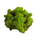 Konserviertes Islandmoos - Frühlingsgrün - Lose verpackt