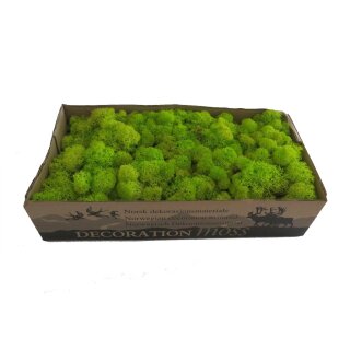 Konserviertes Islandmoos - Helles Grasgrün - Lose verpackt