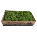 Konserviertes Islandmoos - Mittelgrün - Lose verpackt