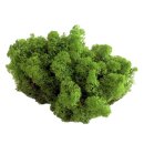 Konserviertes Islandmoos - Mittelgrün - Lose verpackt
