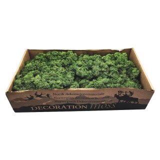 Konserviertes Islandmoos - Moosgrün - Lose verpackt