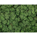 Konserviertes Islandmoos - Moosgrün - Lose verpackt