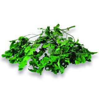 Stabilisierter Pittosporum Klebsamen - Farbe Gr�n -100 Gramm