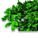 Stabilisierter Pittosporum Klebsamen - Farbe Grün...