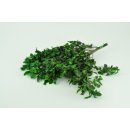 Stabilisierter Pittosporum Klebsamen - Farbe Gr&uuml;n -100 Gramm