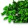 Stabilisierter Pittosporum Klebsamen - Farbe Grün -100 Gramm Bund