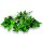 Stabilisierter Pittosporum Klebsamen - Farbe Grün -100 Gramm Bund