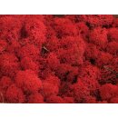 Konserviertes Islandmoos - Rot - Lose verpackt