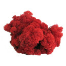 Konserviertes Islandmoos - Rot - Lose verpackt