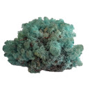 Konserviertes Islandmoos - Aquamarin - Lose verpackt