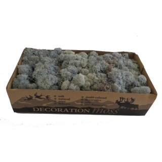 Konserviertes Islandmoos - Eisblau - Lose verpackt