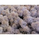 Konserviertes Islandmoos - Lavendel- Lose verpackt