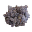 Konserviertes Islandmoos - Lavendel- Lose verpackt