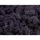 Konserviertes Islandmoos - Aubergine - Lose verpackt