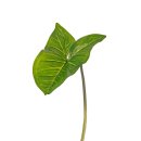 Kunstpflanzen-Blatt - Aronstab-Blatt - Blatt 15 x 23 cm -...