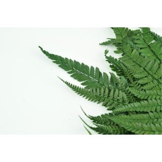 Stabilisierte Farne - Rumora Farn - Farbe Gr�n