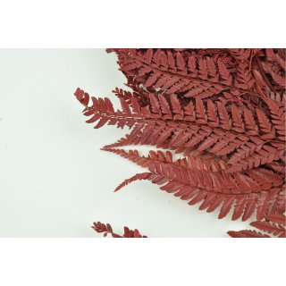 Stabilisierte Farne - Rumora Farn - Rot