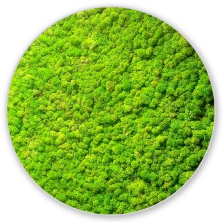Moosbild Islandmoos - Alurahmen Rund - Farbe Fr&uuml;hlingsgr&uuml;n