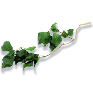 Stabilisierter Efeu - Hedera - Gr�n - Strau� 150 Gramm