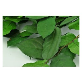 Stabilisierte Shallon-Scheinbeere "Salal" - Grün - Strauß 100 Gramm