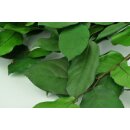 Stabilisierte Shallon-Scheinbeere "Salal" - Grün - Strauß 100 Gramm