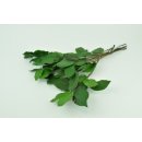 Stabilisierte Shallon-Scheinbeere "Salal" - Grün - Strauß 100 Gramm