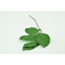 Stabilisierte Shallon-Scheinbeere "Salal" - Grün - Strauß 100 Gramm