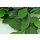Stabilisierte Shallon-Scheinbeere "Salal" - Grün - Strauß 100 Gramm