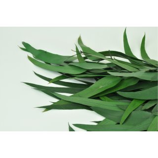 Stabilisierter Eukalyptus Pendula - Farbe Gr&uuml;n - Bund 150 Gramm